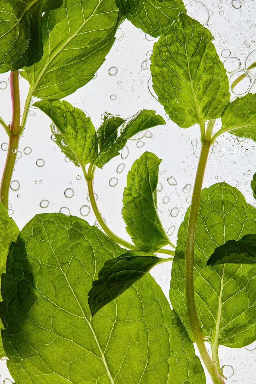 Peppermint Oil
