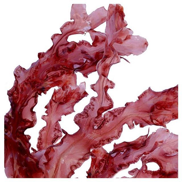 Red Algae (L. Calcareum) 