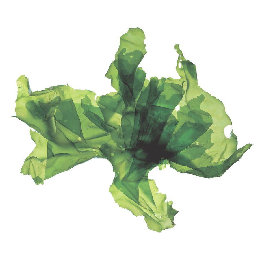 Sea Lettuce (U. Lactuca)