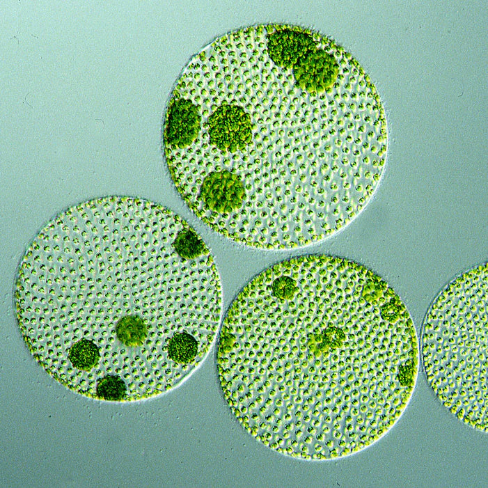 Crude Microalgae Oil (Nannochloropsis sp.)