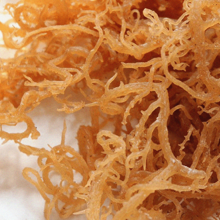Irish Sea Moss